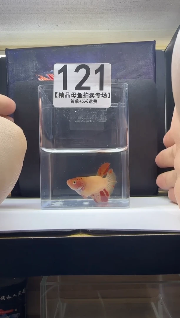 斗鱼母鱼编号：121