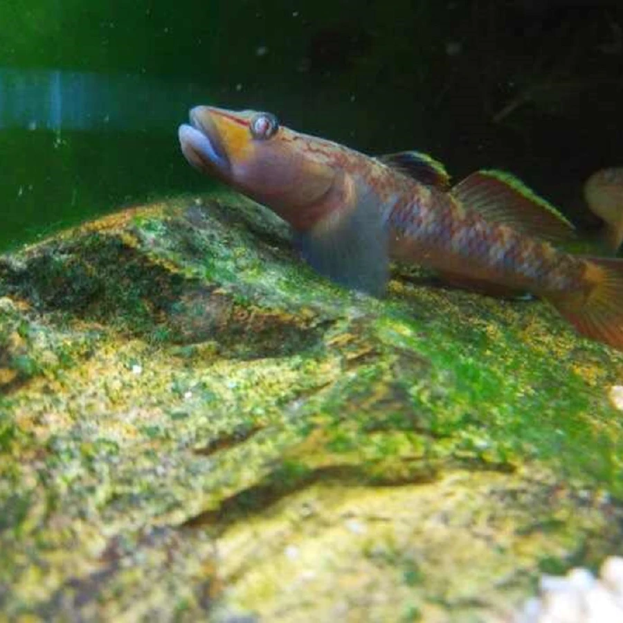 原生鱼虾虎鱼淡水鱼虾虎鱼小型鱼神农虾虎 溪流鱼活体虾虎鱼