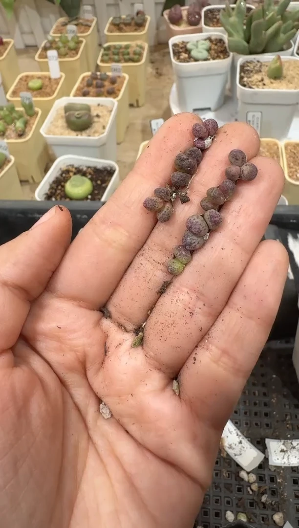 28-201多肉植物肉锥斑马