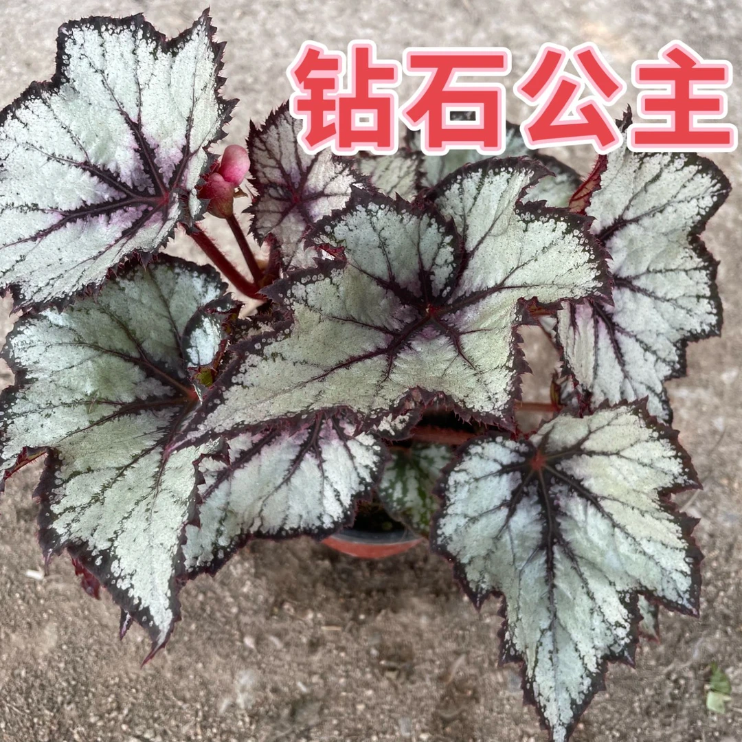 秋海棠网红室内盆栽观叶花卉耐阴好养（满19.9包邮）