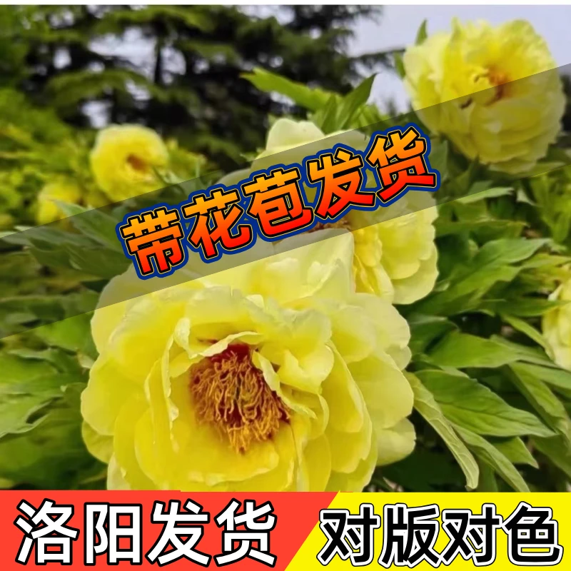 【国色芳华】正宗洛阳牡丹原盆原土盆栽庭院黄牡丹重瓣大花观赏花卉