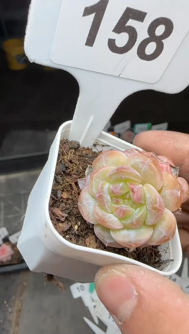 【闪购商品】一物一拍0213—158