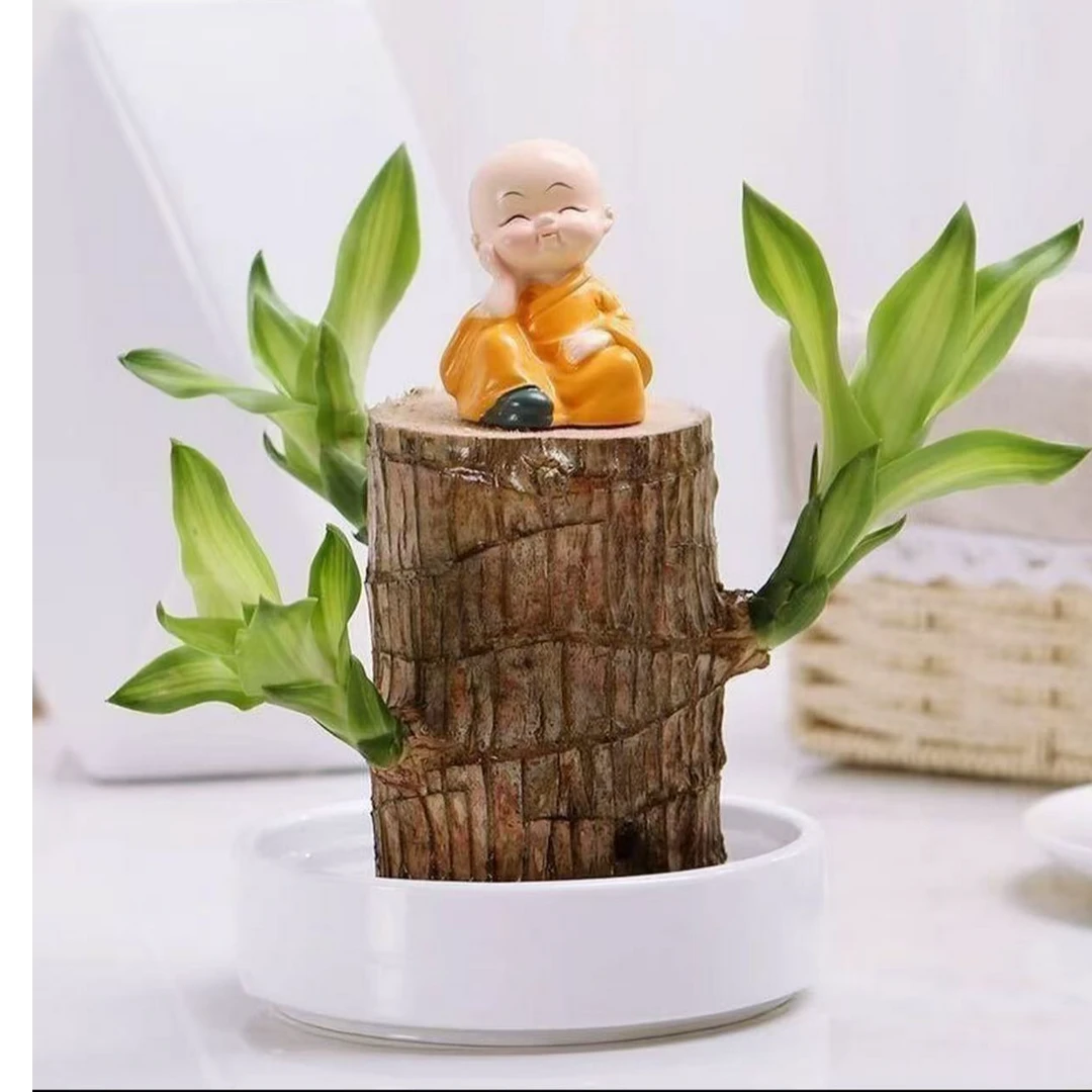 金谷园中【带芽】室内巴西木桌面绿植办公室绿植精品带芽发货