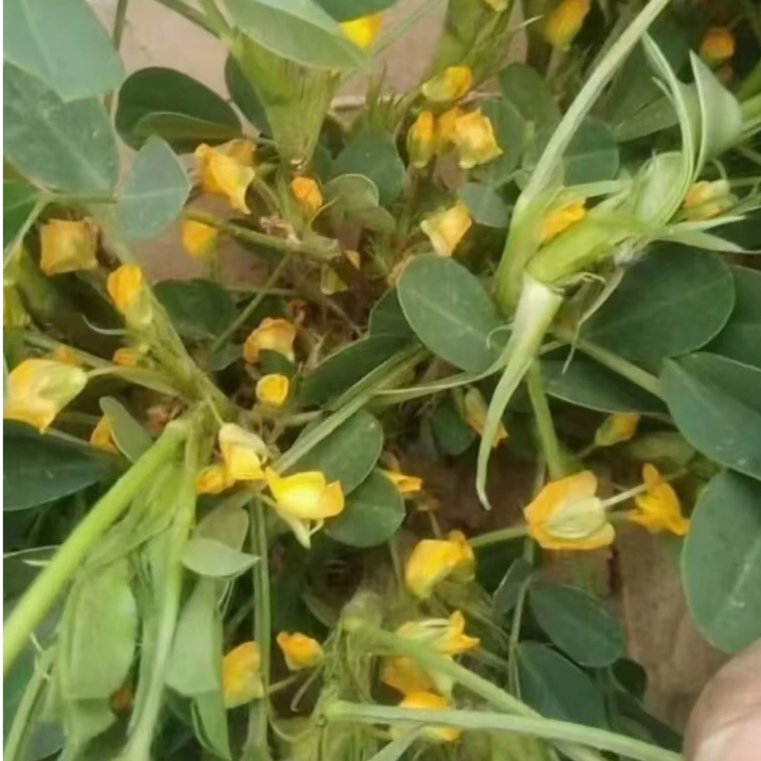 花生玉米治虫叶面肥