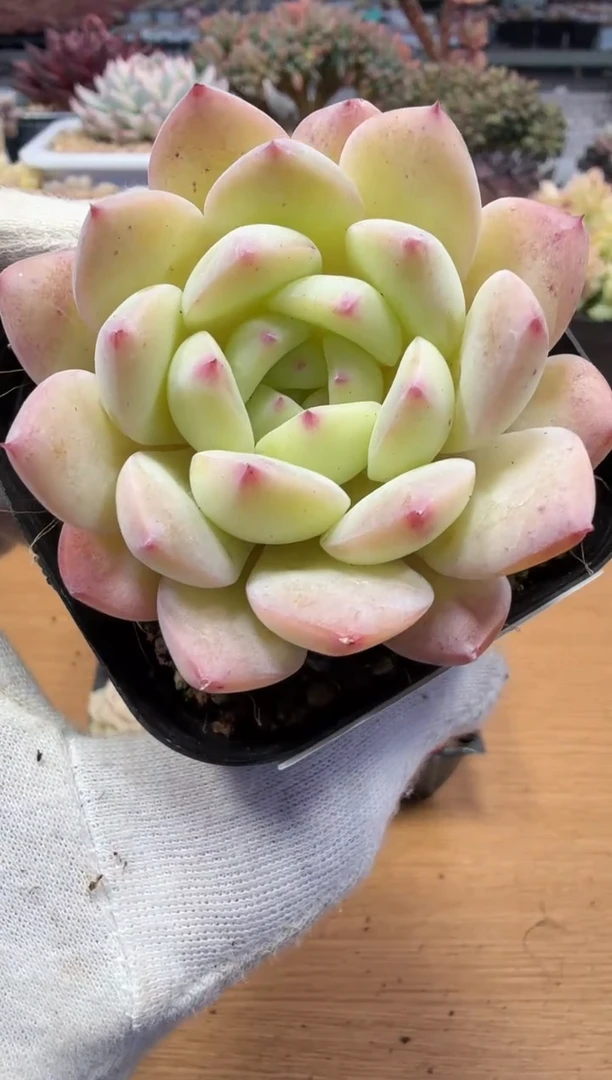 东云多肉园二店-131