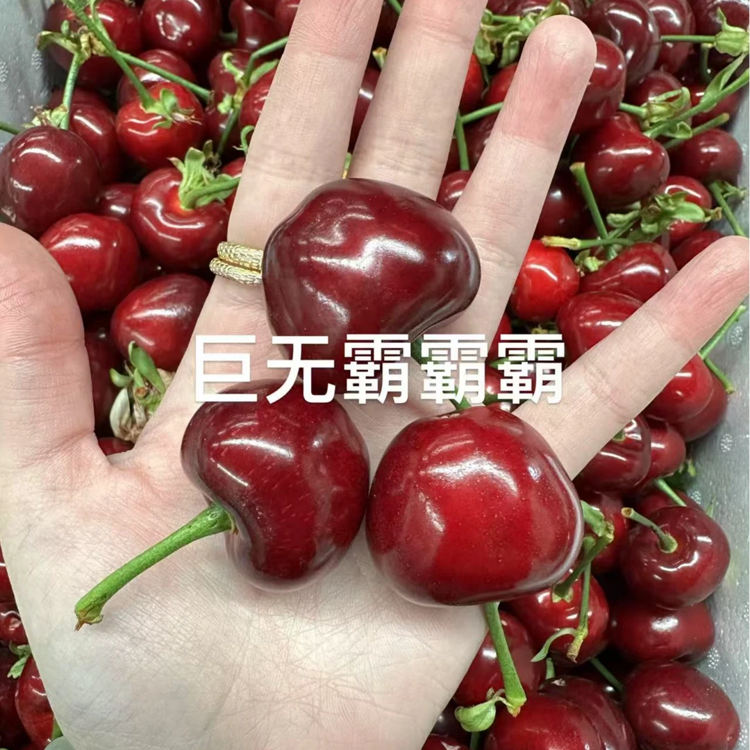 大连美早脆甜大樱桃巨无霸 新鲜采摘 15g以上上不封顶 顺丰