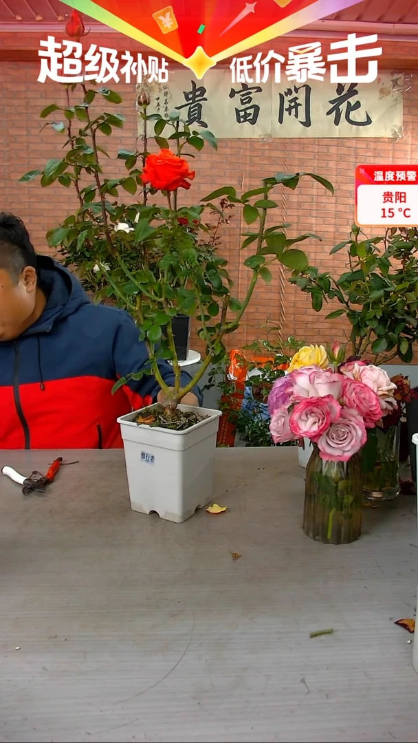 当前无花朵，栽培后可花朵修行者