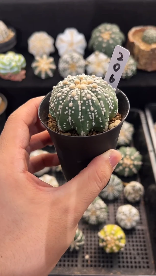 九棱米字连心实生编码206