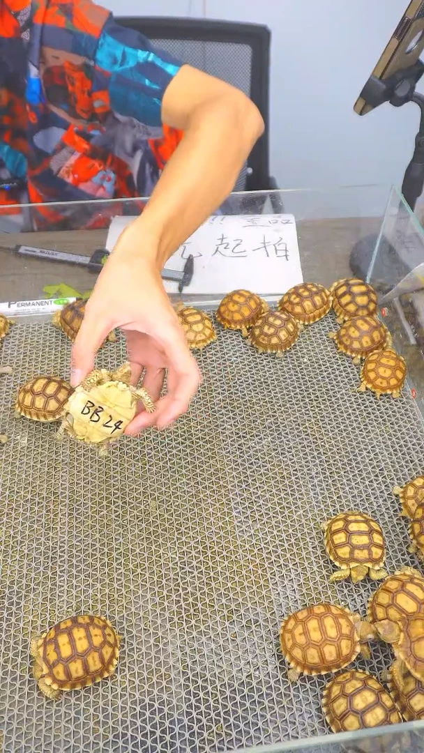 不分公母蛋龟BB24