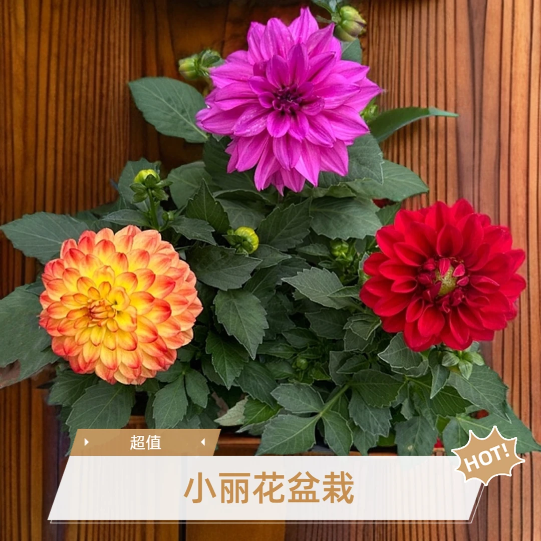 [祥成创意屋]小丽花盆栽带花苞发货四季开花植物