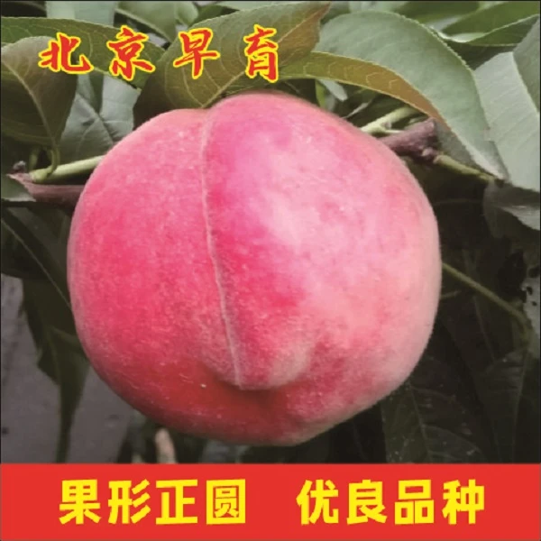 福利包（纯甜脆甜早熟中熟冬桃大果北方南方种植新品种桃树苗）