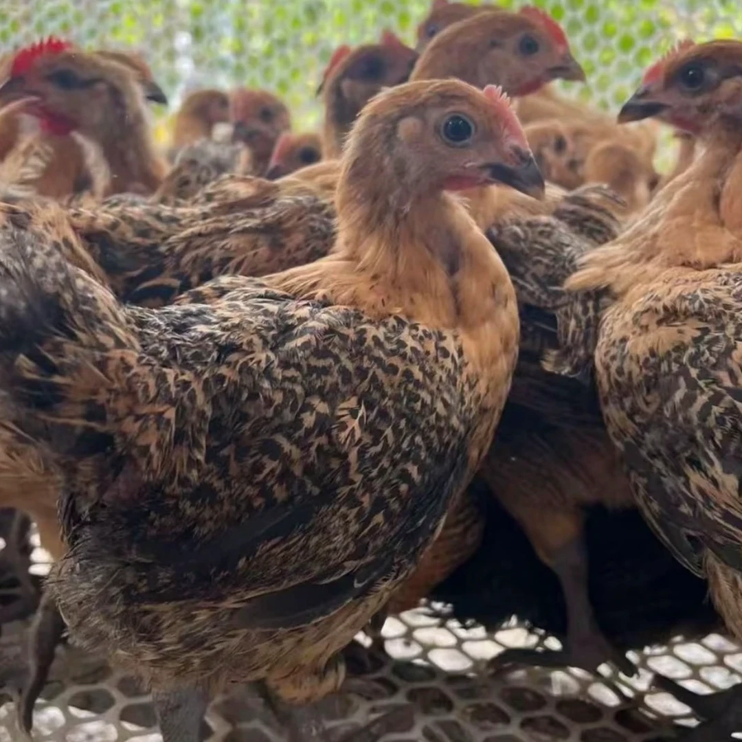 红瑶宠物鸡庭院观赏鸡好看美观陪伴好玩