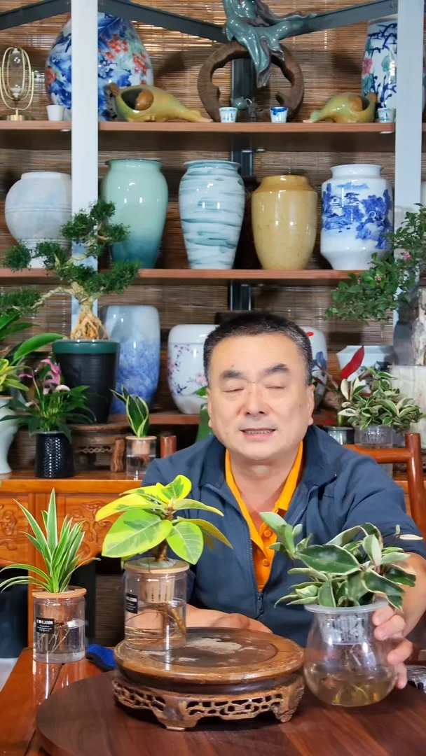 无花朵正****.水之韵水培三色球兰+黄金榕