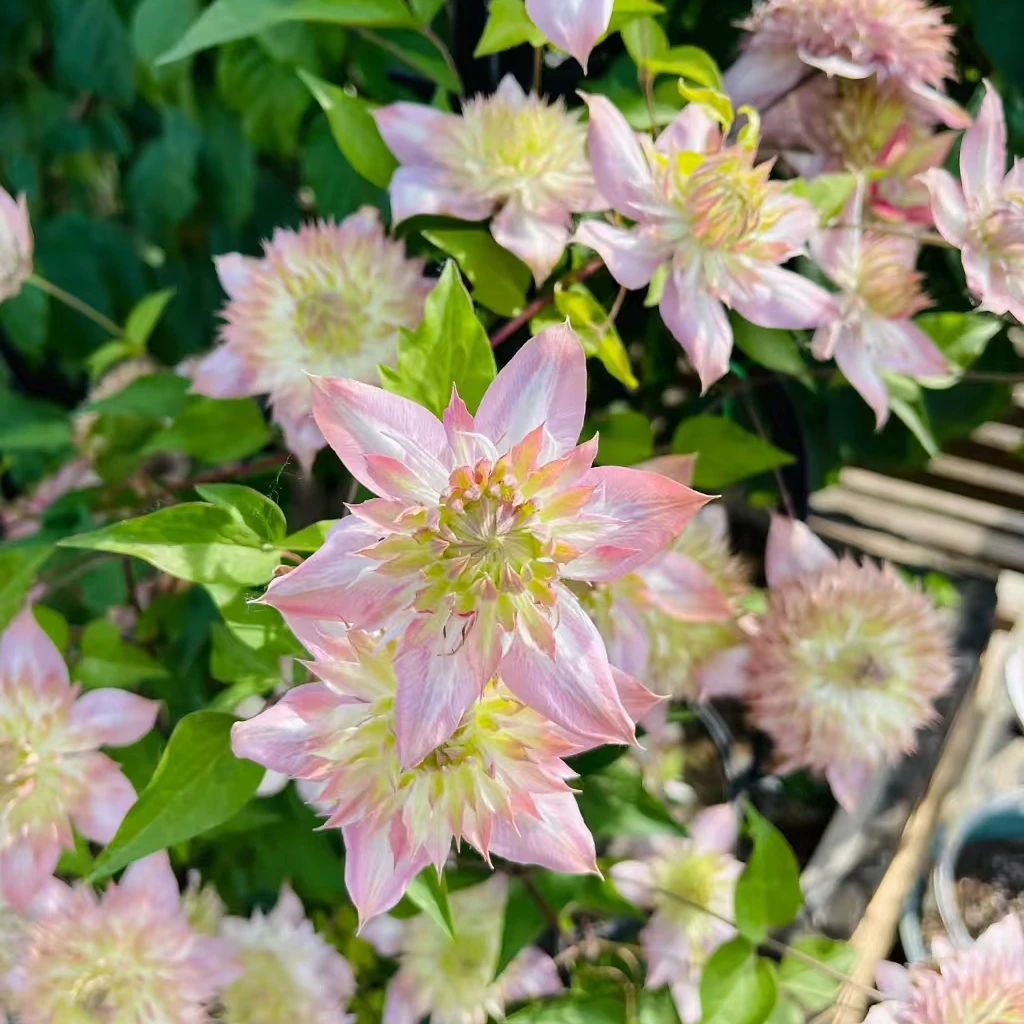 铁线莲 F系重瓣【昼天使】鲑鱼粉 巨丰花 庭院阳台庭院花卉