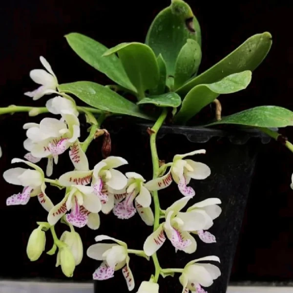 《白色风兰》精品秋石斛云南昆明基地发货