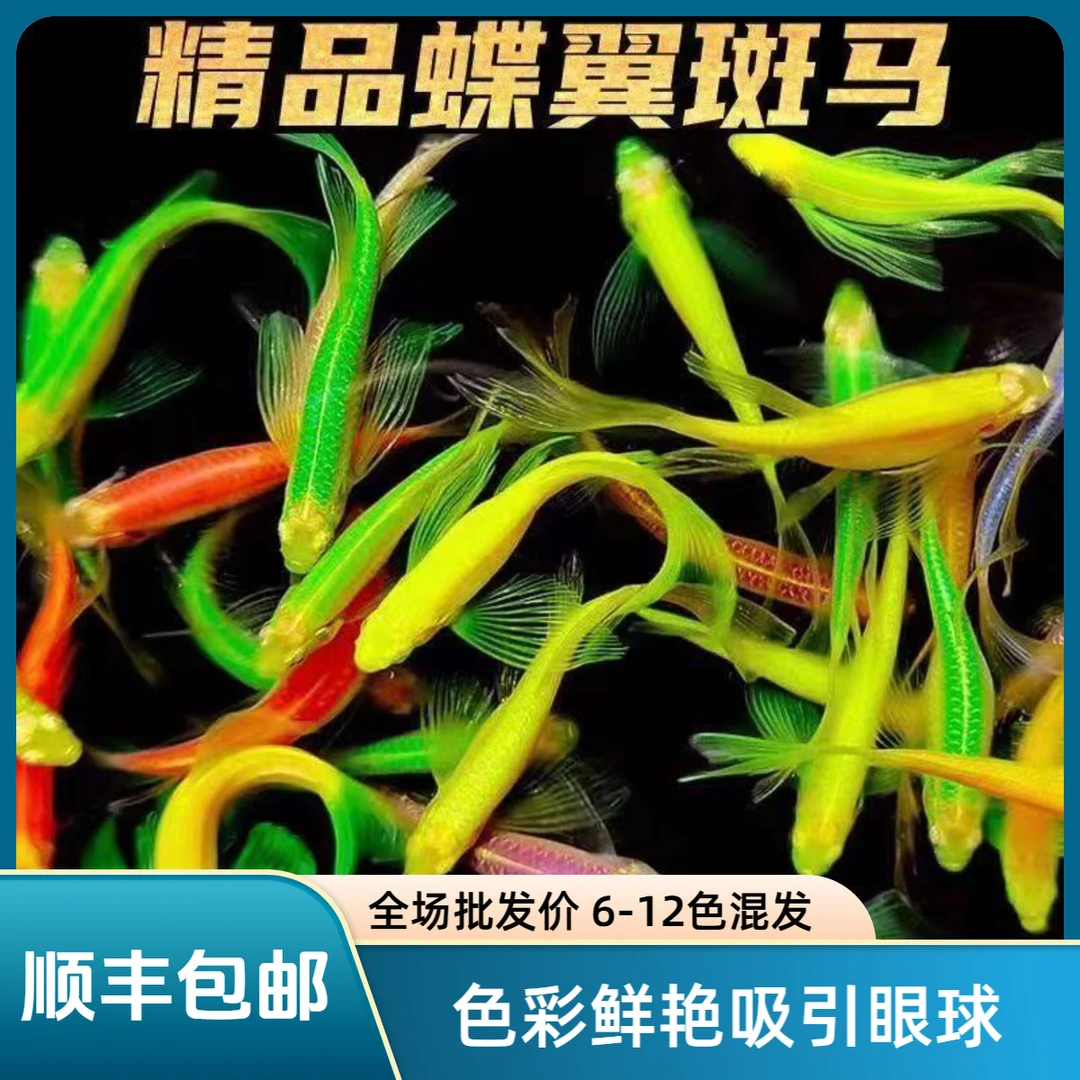 新手闯缸古法缸草缸南美缸长鳍小型热带淡水鱼可混养无需打氧好养
