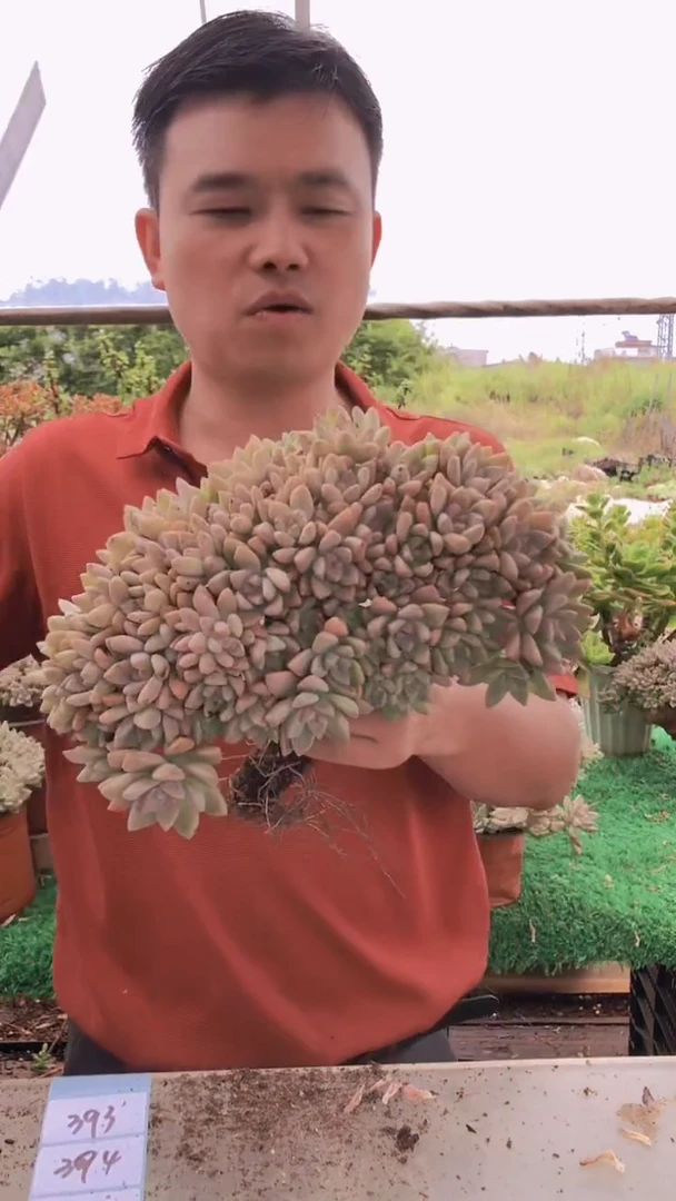 393淡雪缀化一物一拍