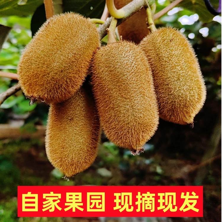 修文贵长猕猴桃产地直销绿心猕猴桃贵州猕猴桃