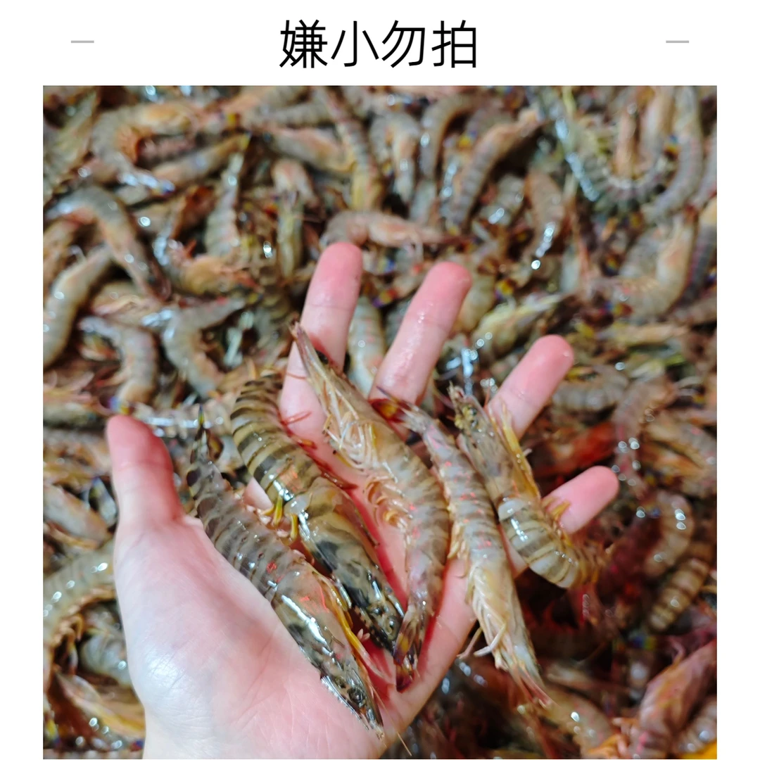 野生小斑节虾  （嫌小慎拍） 个别断头软壳松头属于正常现象！