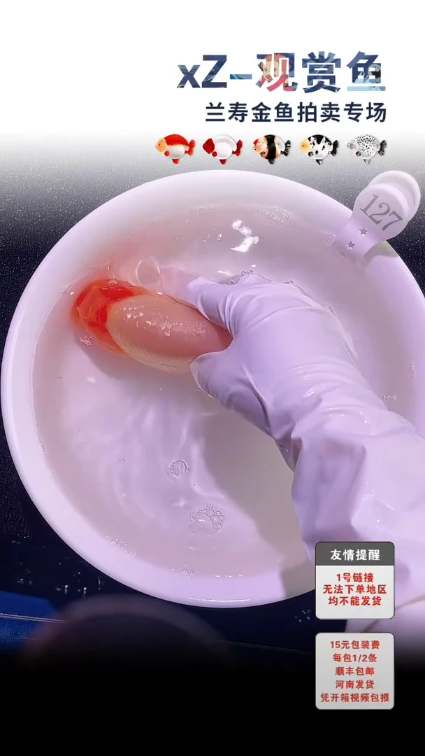 金鱼包装必拍未拍顺丰到付127号