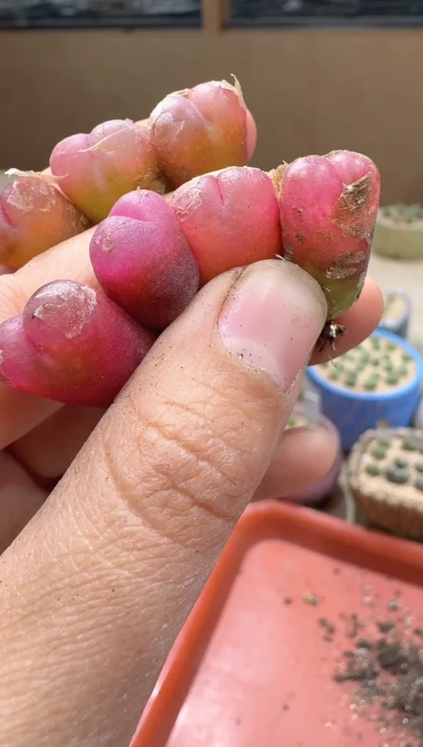 多肉植物肉锥23-62吕