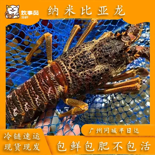 三只3-4两/只澳龙仔纳米比亚龙虾海捕断腿干包打氧活发掉水不包活 450g精品