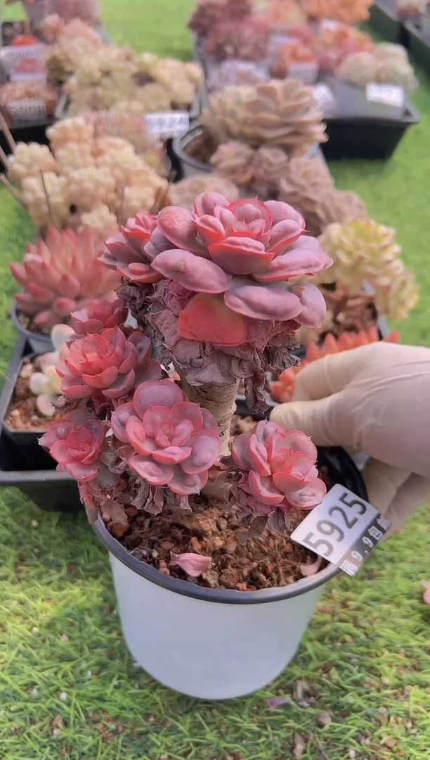 【闪购商品】信福多肉一物一拍