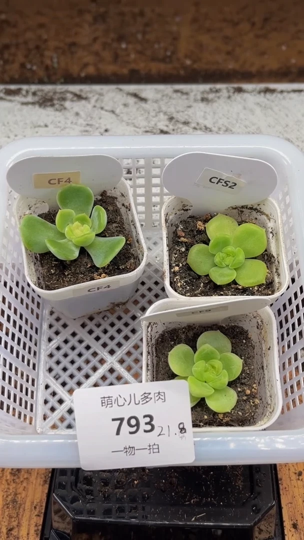 793 多肉植物多肉植物
