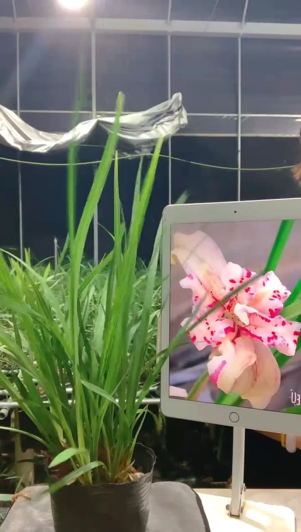 大部分开放少量花苞回**尚天彭牡丹