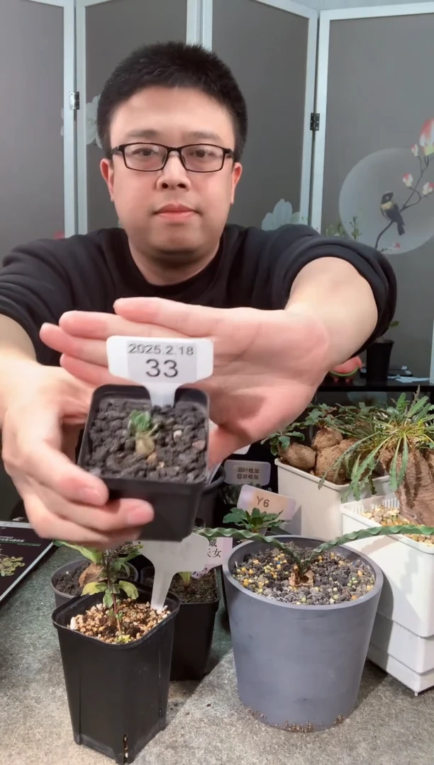 【闪购商品】熔岩格加宝宝2.18.33