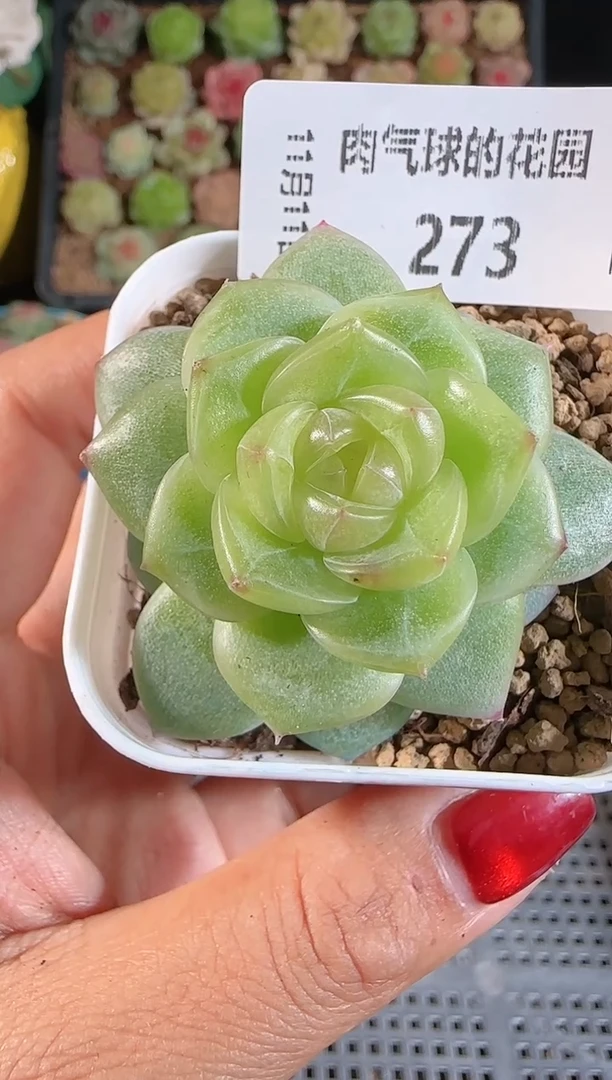 1111-273（小家碧玉）群生不包整