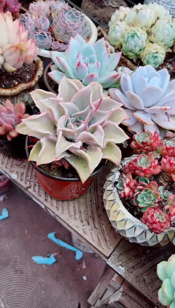 13077多肉植物一物一拍