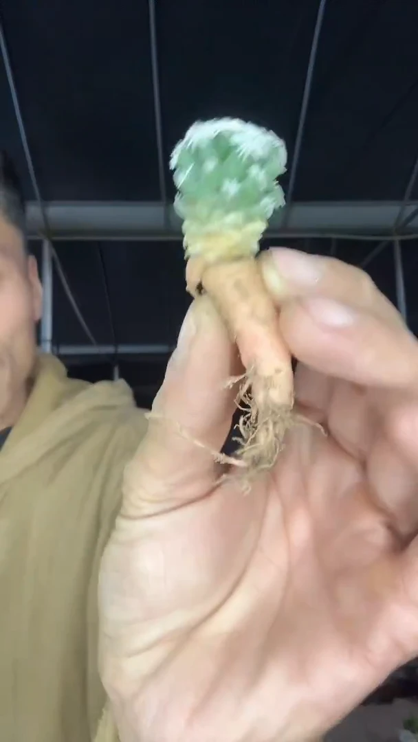 自根孤月丸39.99