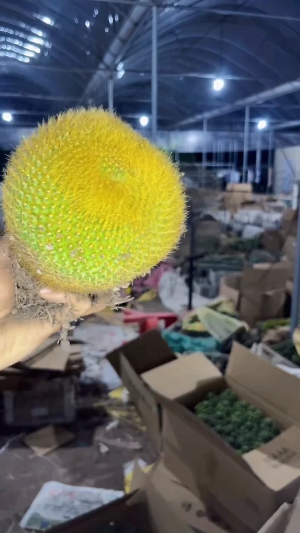 超大 单头 金雪光【带根】10-13cm