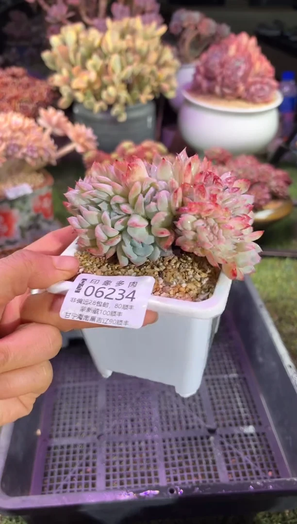 【闪购商品】06234