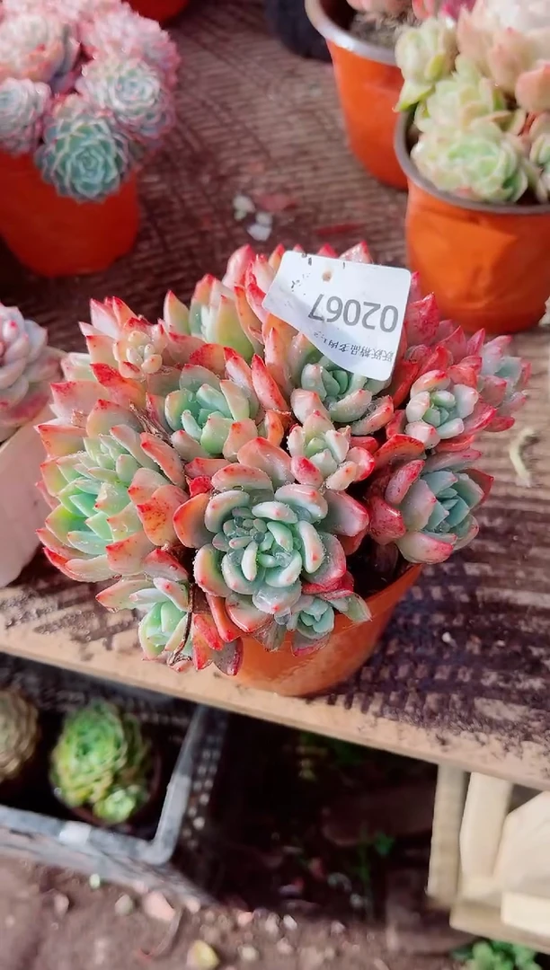 小*福跃跃精品多肉02067