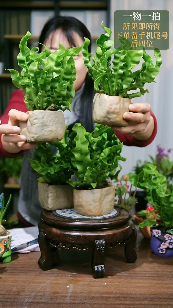 【闪购商品】5--鸟巢蕨石头随机