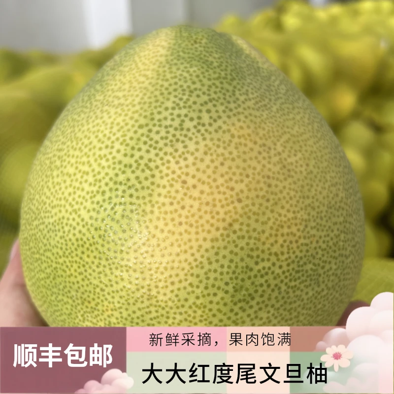 柚子（30-50斤单果1.2-1.5斤）福建度尾文旦柚新鲜水果脆甜当季包邮