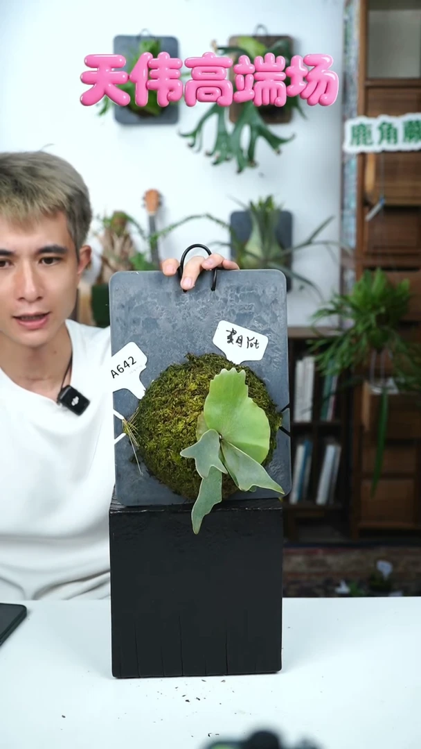 不开花植物A642-黄月侧芽
