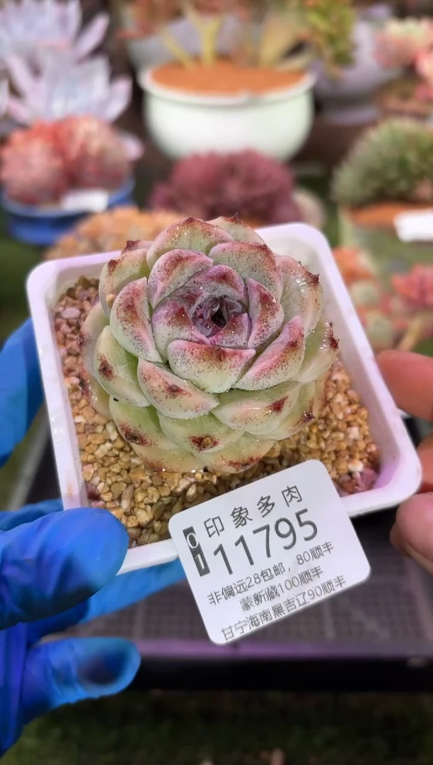 【闪购商品】11795