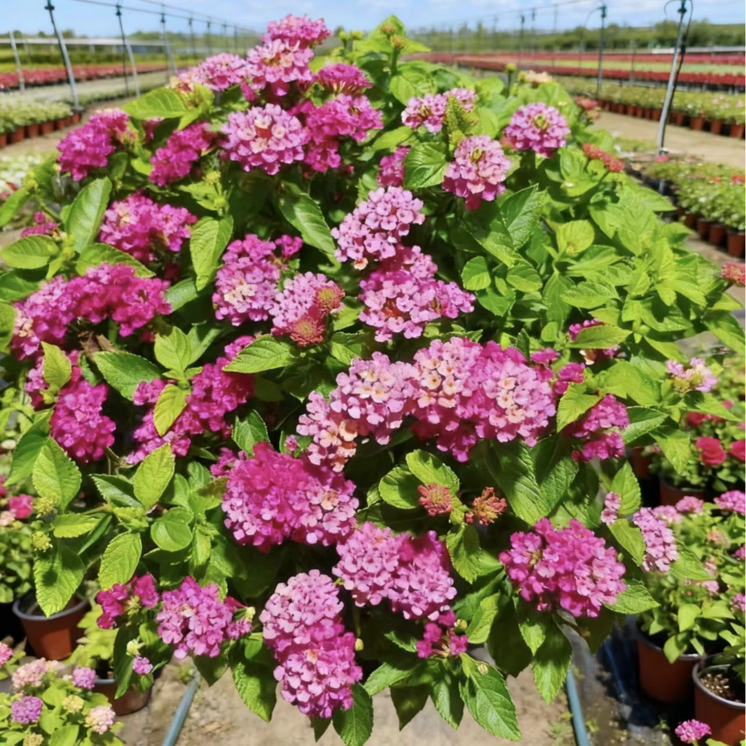【可变色】两加仑带香味樱花五色梅盆栽四季开花庭院阳台多年生
