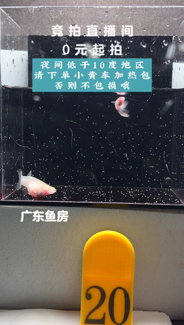 孔雀鱼粉红琉璃白子一对编号20