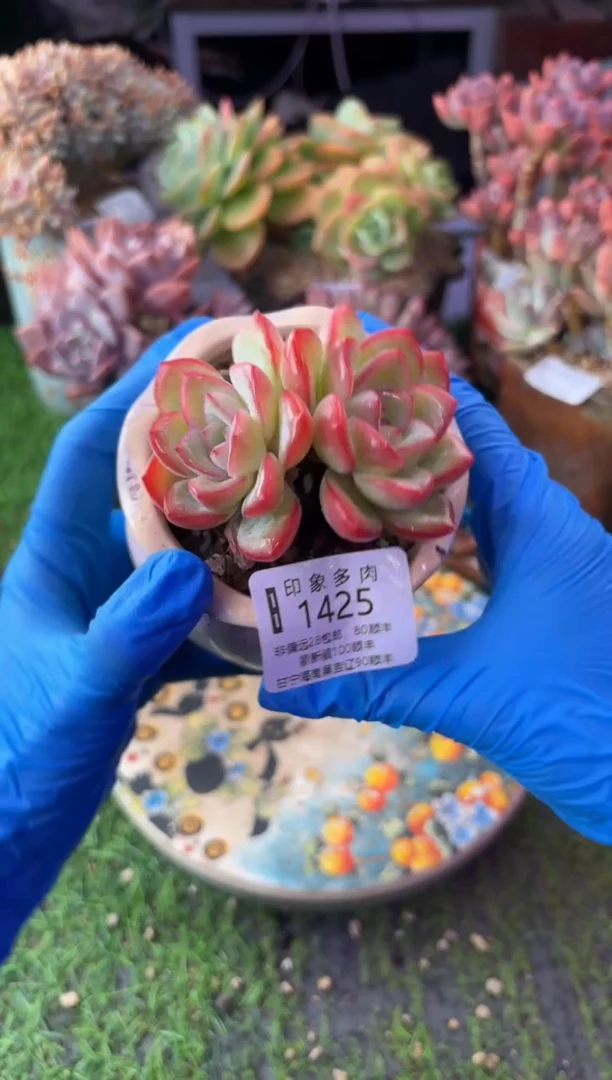 昆明印象多肉1425