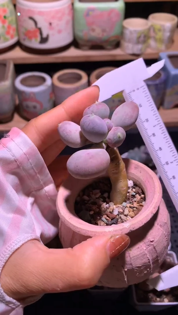 小屁桃奶酪多肉哈哈