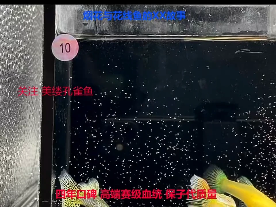 孔雀鱼黄蛇2公1母