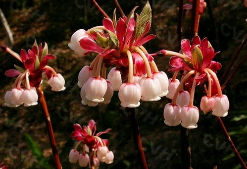杜鹃花，云锦杜鹃，猴头杜鹃