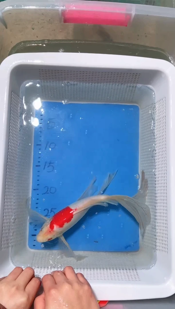 锦鲤锦鲤蝴蝶鲤鱼拍开箱视频包售后