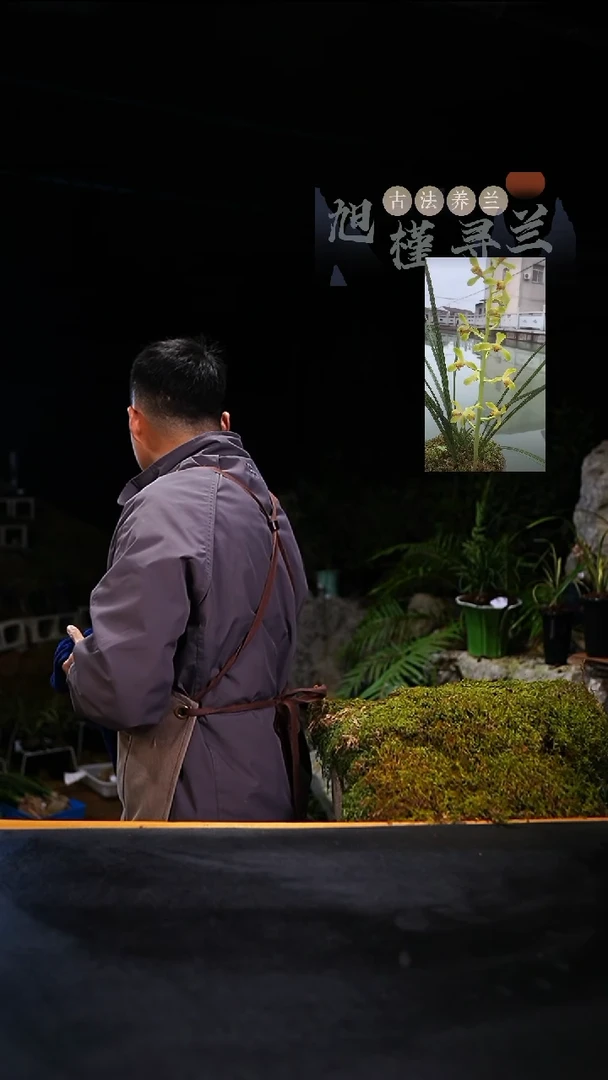 当前无花栽培后可以开花环****店蕙兰-老极（一物一拍）