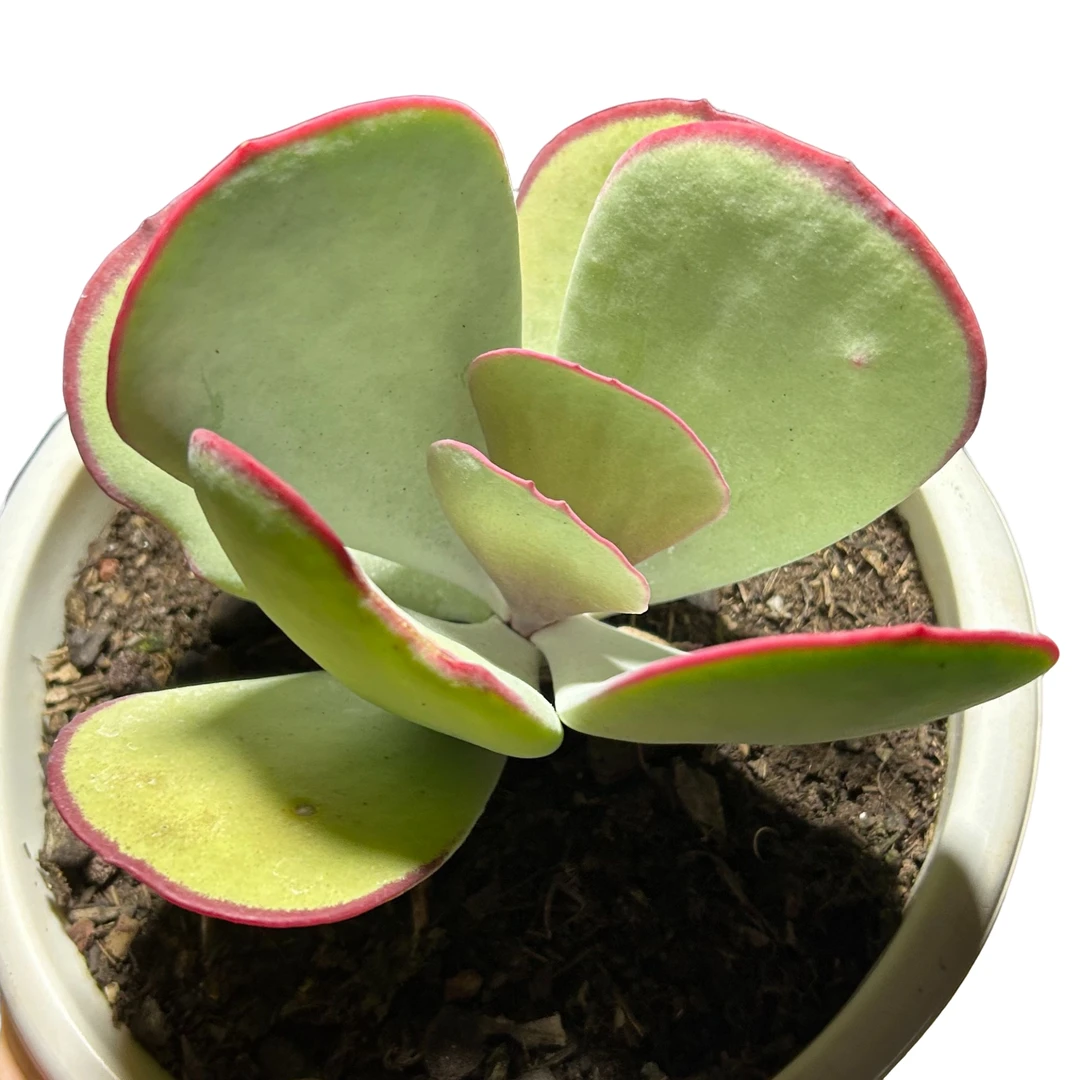 白眉脱土 多肉植物室内绿植净化空气