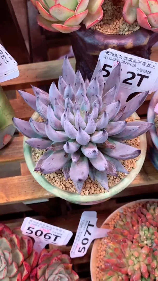 512T(一物一拍实付满28发货，默认不带盆土）